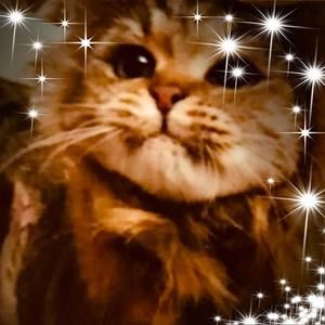 Meet your Posher, Joy